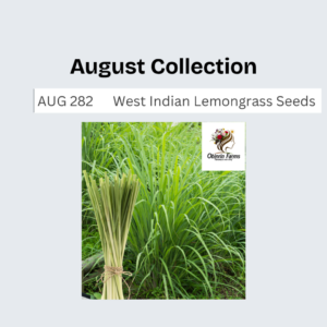 West Indian Lemongrass Seeds