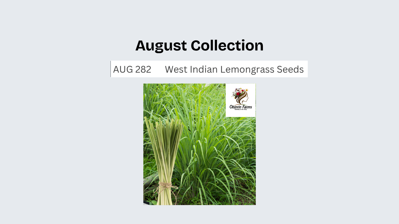 West Indian Lemongrass Seeds