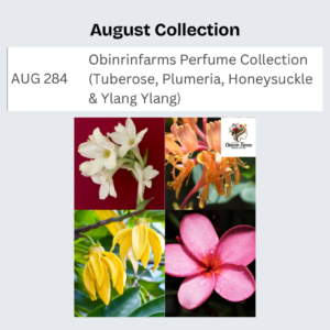 Obinrinfarms Perfume Collection (Tuberose, Plumeria, Honeysuckle & Ylang Ylang)