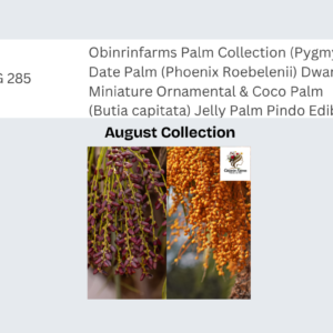 Obinrinfarms Palm Collection (Pygmy Date Palm (Phoenix Roebelenii) Dwarf Miniature Ornamental & Coco Palm (Butia capitata) Jelly Palm Pindo Edible)