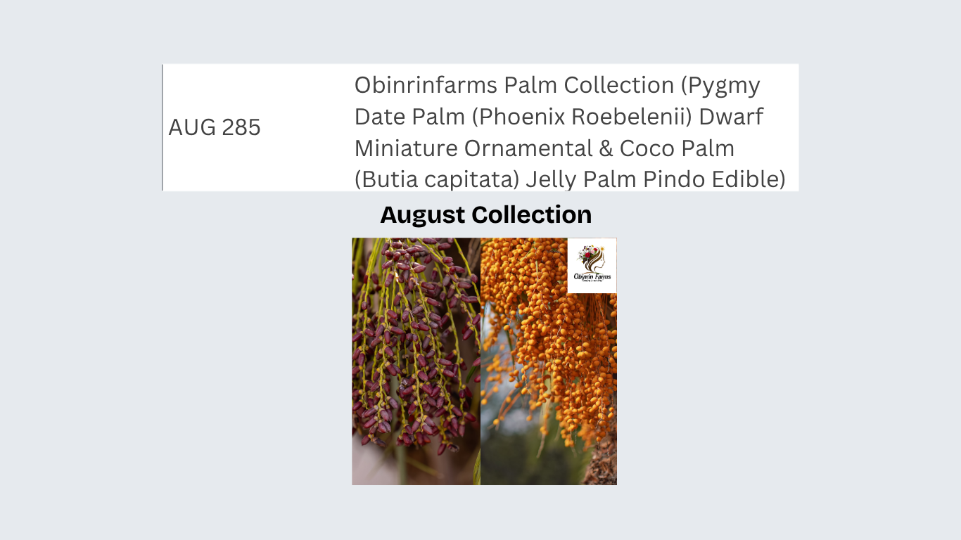 Obinrinfarms Palm Collection (Pygmy Date Palm (Phoenix Roebelenii) Dwarf Miniature Ornamental & Coco Palm (Butia capitata) Jelly Palm Pindo Edible)