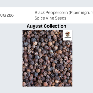 Black Peppercorn (Piper nigrum) Spice Vine Seeds