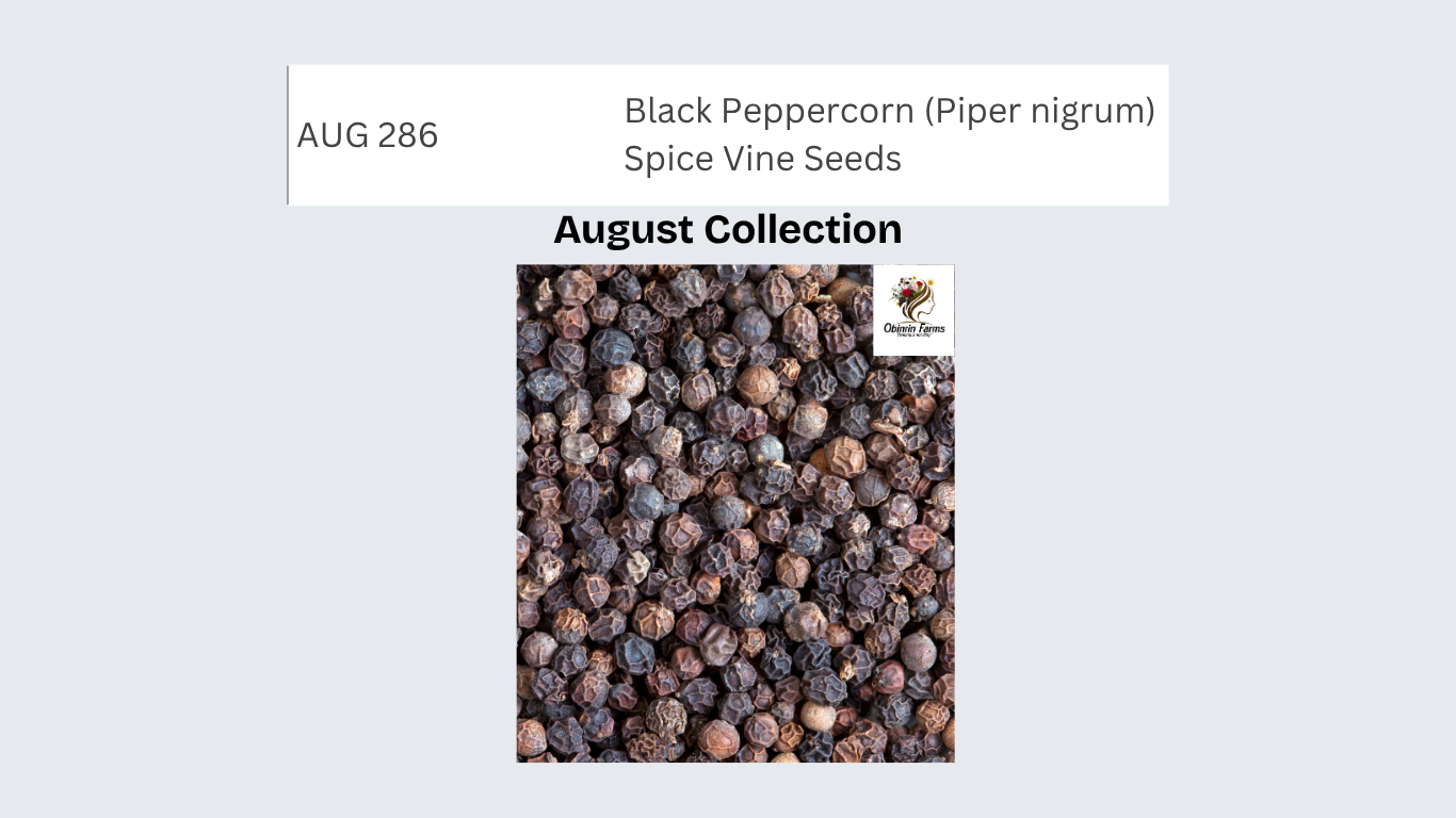 Black Peppercorn (Piper nigrum) Spice Vine Seeds