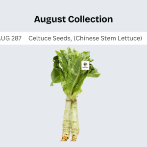 Celtuce Seeds, (Chinese Stem Lettuce)