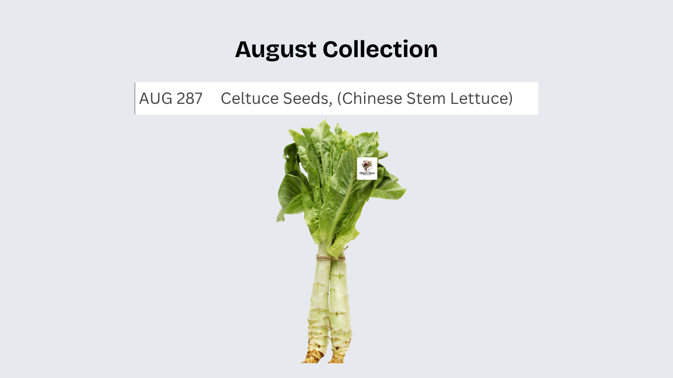 Celtuce Seeds, (Chinese Stem Lettuce)