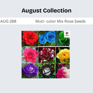 Muti- color Mix Rose Seeds
