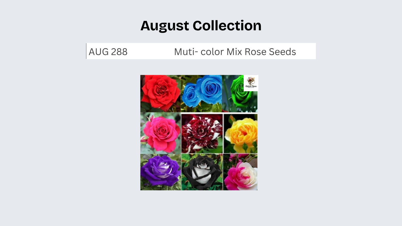 Muti- color Mix Rose Seeds