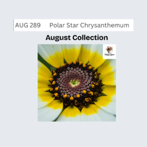 Polar Star Chrysanthemum