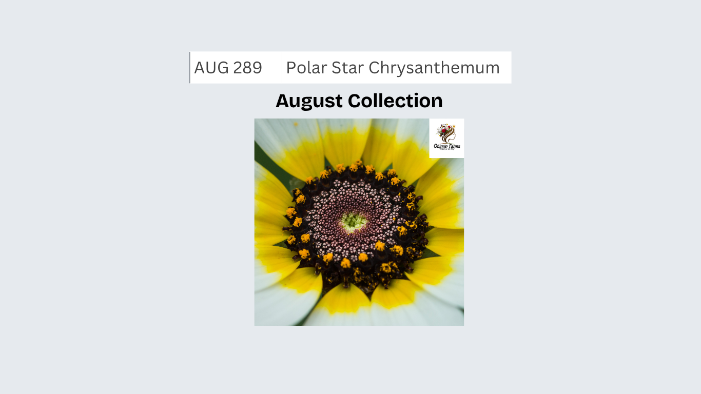 Polar Star Chrysanthemum