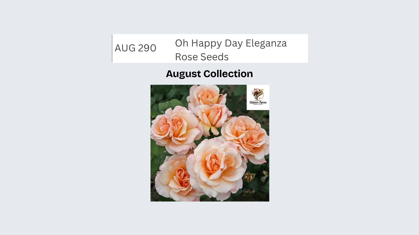 Oh Happy Day Eleganza Rose Seeds