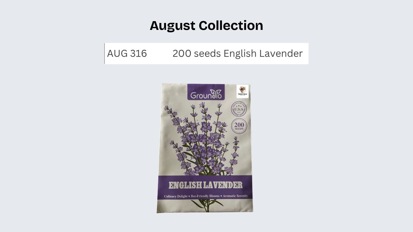 200 seeds English Lavender