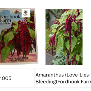 Amaranthus (Love-Lies-Bleeding(Fordhook Farm))
