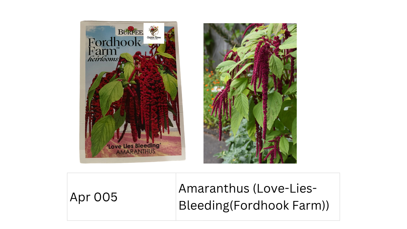 Amaranthus (Love-Lies-Bleeding(Fordhook Farm))