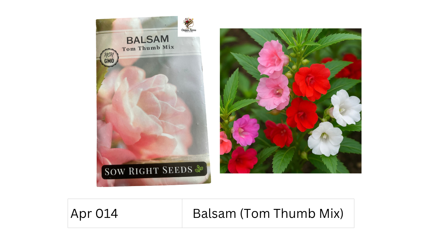 Balsam (Tom Thumb Mix)
