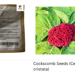 Cockscomb Seeds (Celosia cristata)