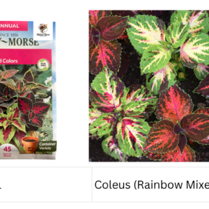 Coleus (Rainbow Mixed Colors)
