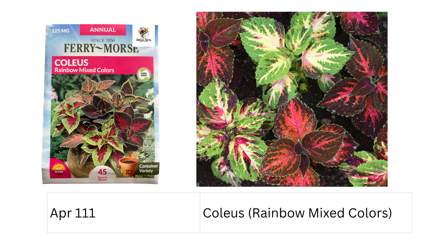 Coleus (Rainbow Mixed Colors)