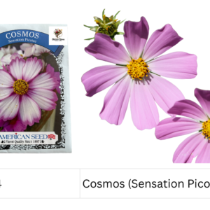 Cosmos (Sensation Picotee)