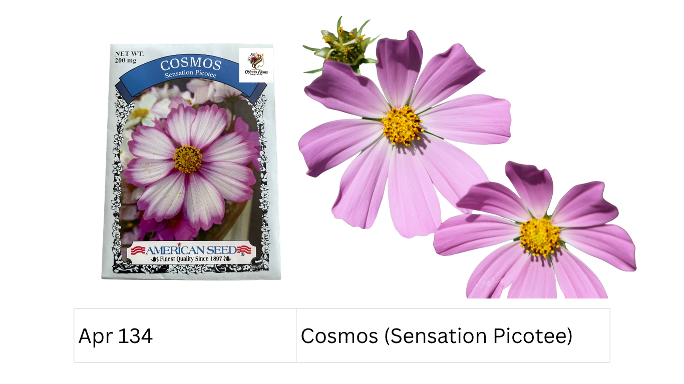 Cosmos (Sensation Picotee)