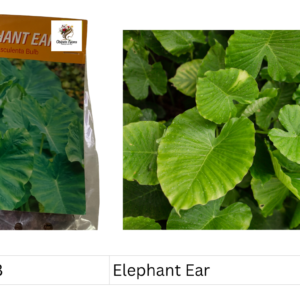 Elephant Ear