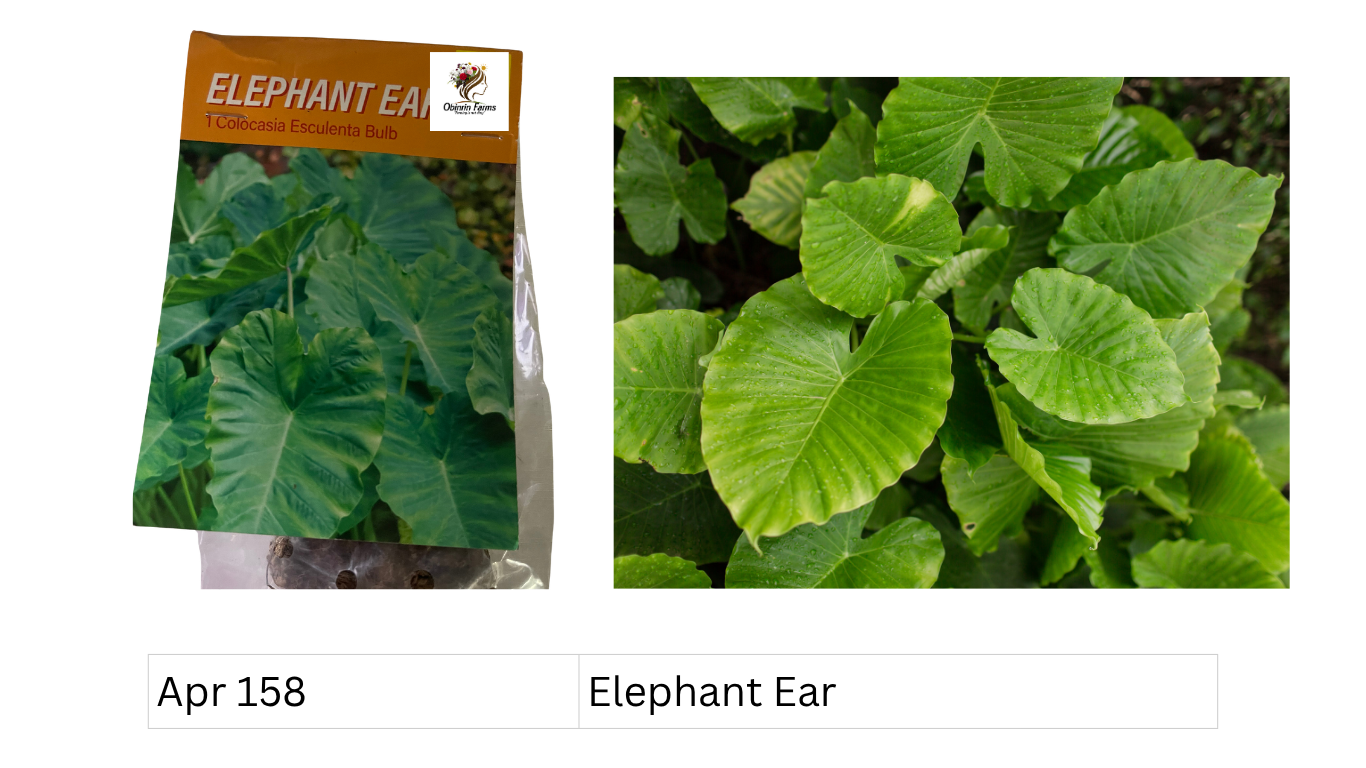 Elephant Ear