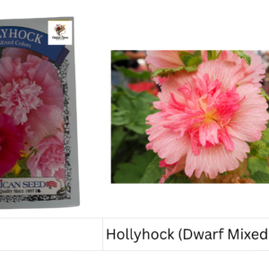 Hollyhock (Dwarf Mixed Colors)