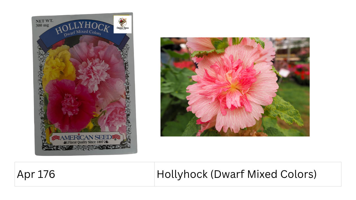 Hollyhock (Dwarf Mixed Colors)