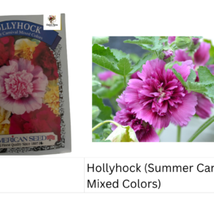 Hollyhock (Summer Carnival Mixed Colors)