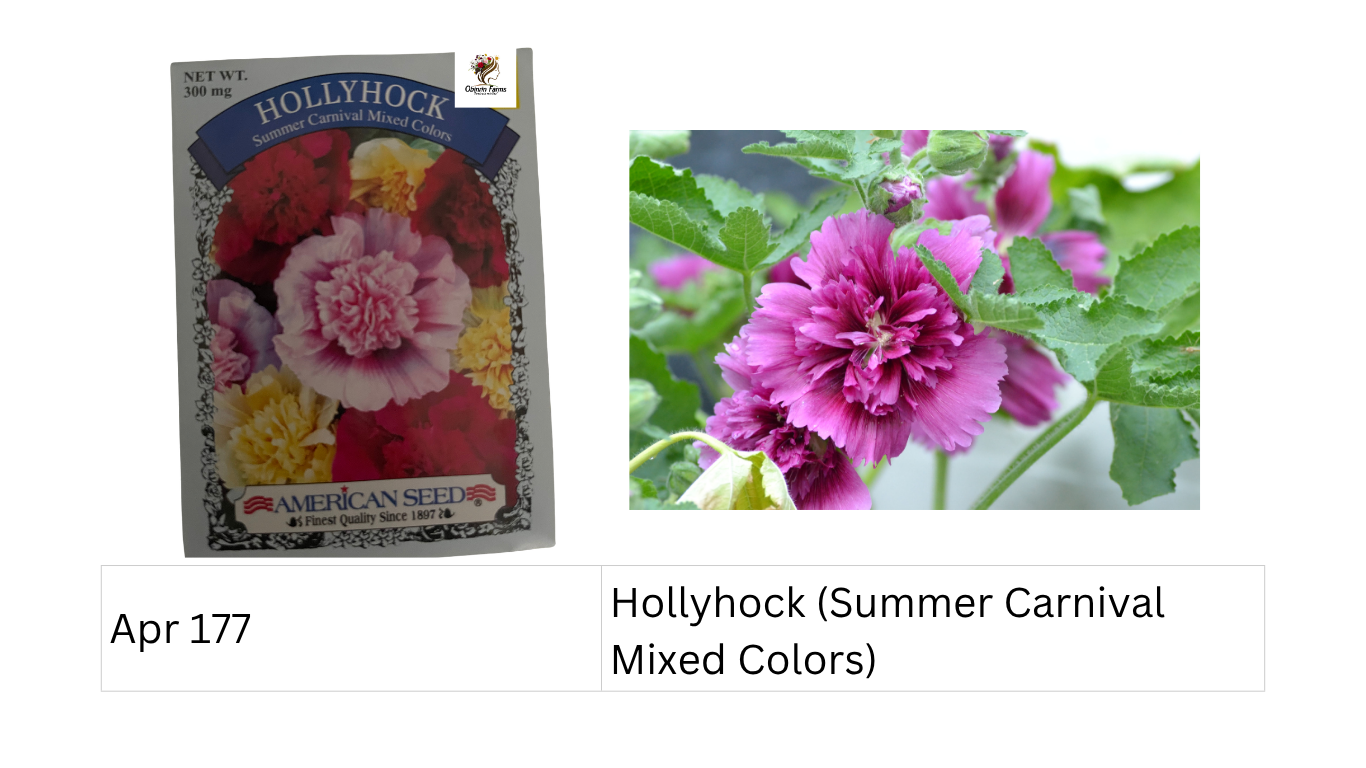 Hollyhock (Summer Carnival Mixed Colors)