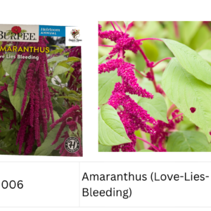 Amaranthus (Love-Lies-Bleeding)