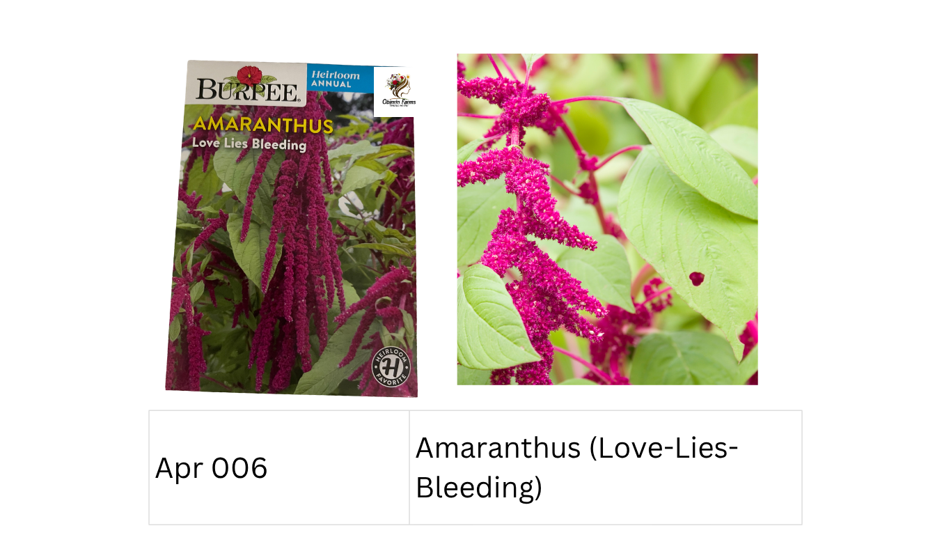 Amaranthus (Love-Lies-Bleeding)