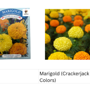 Marigold (Crackerjack Mixed Colors)