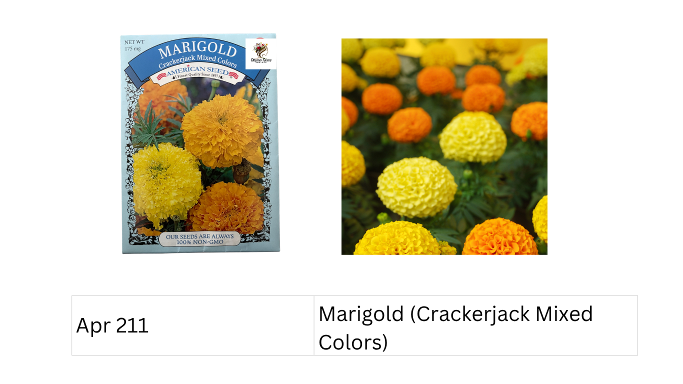 Marigold (Crackerjack Mixed Colors)