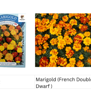 Marigold (French Double Dwarf )