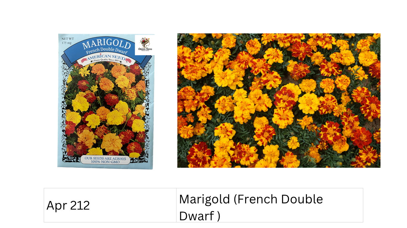 Marigold (French Double Dwarf )