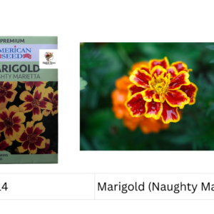 Marigold (Naughty Marietta)