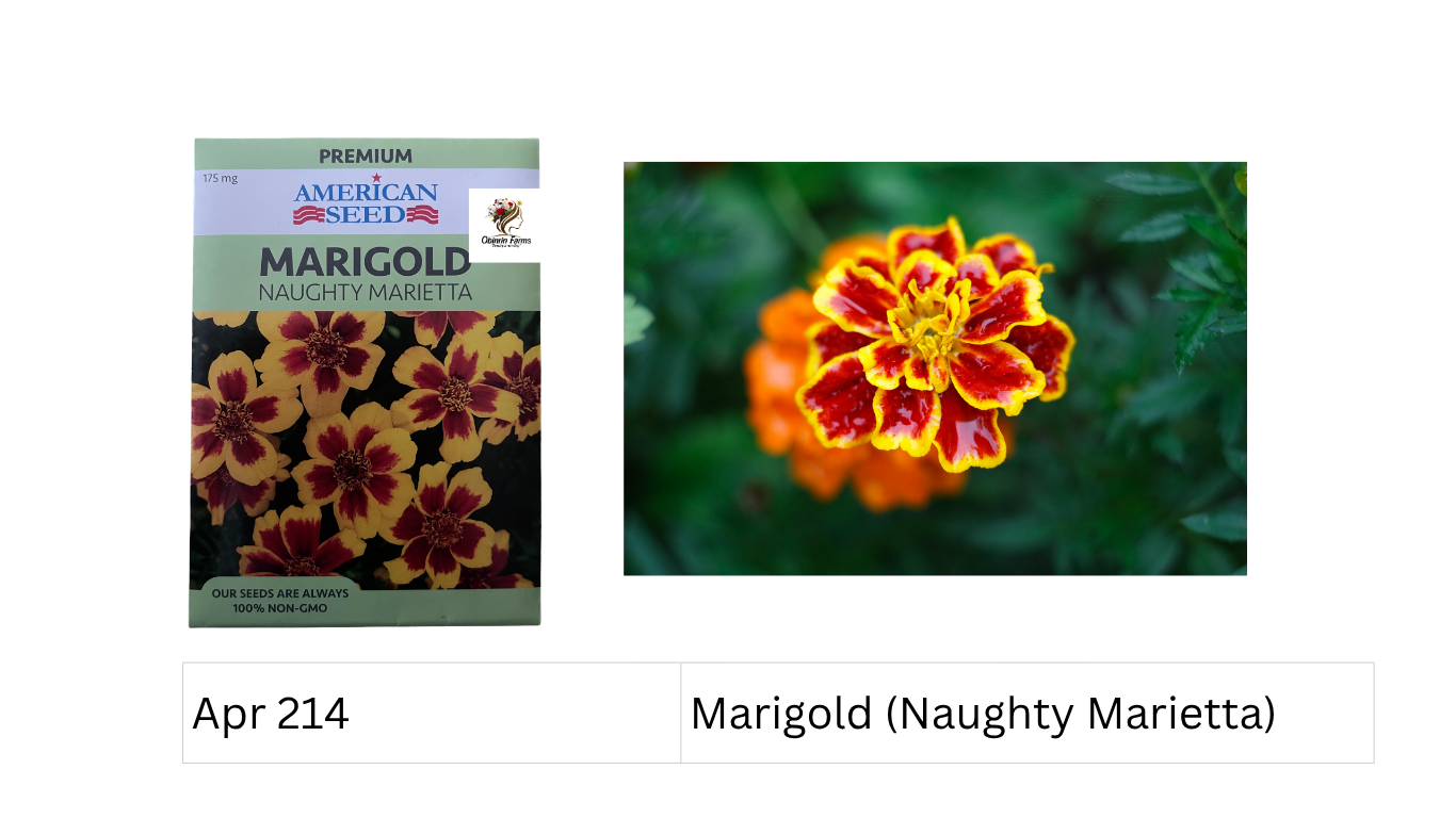 Marigold (Naughty Marietta)