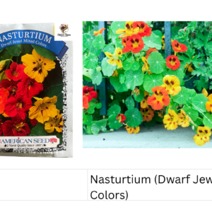 Nasturtium (Dwarf Jewel Mixed Colors)