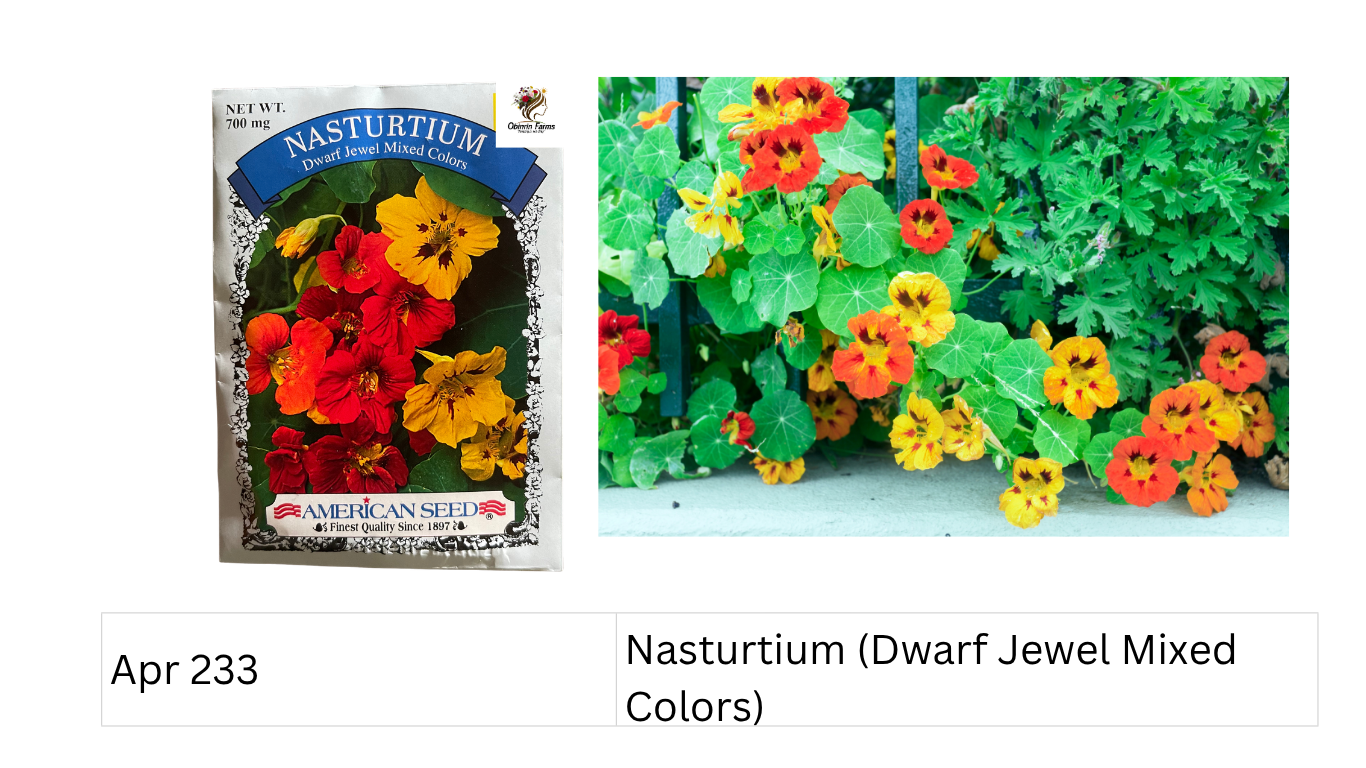 Nasturtium (Dwarf Jewel Mixed Colors)