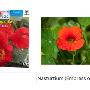 Nasturtium (Empress of India)
