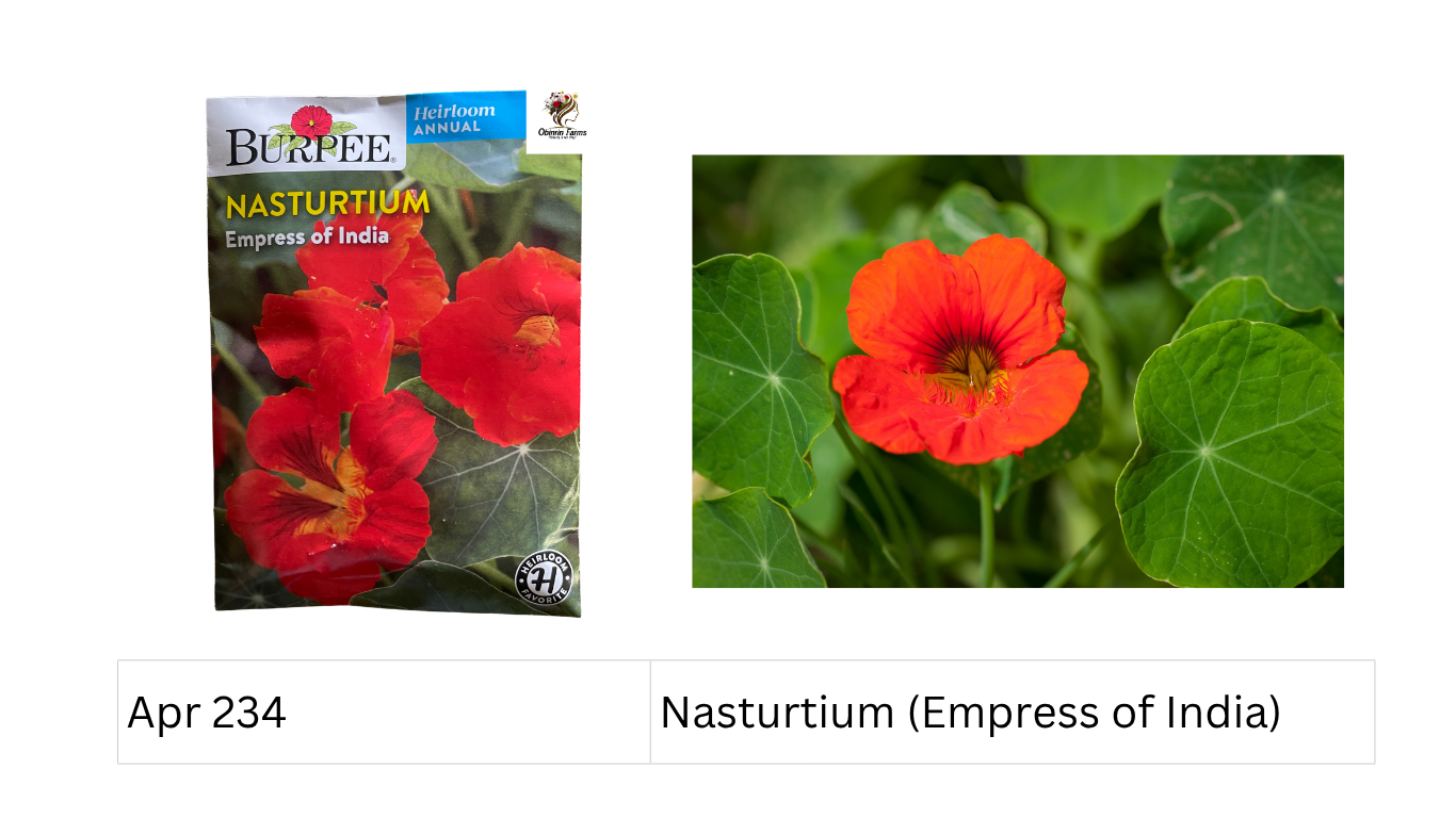 Nasturtium (Empress of India)