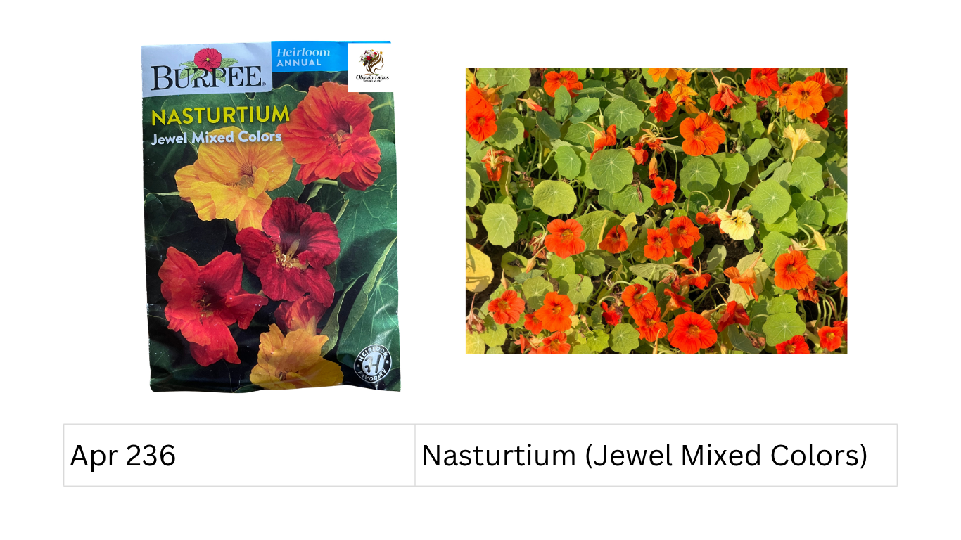 Nasturtium (Jewel Mixed Colors)