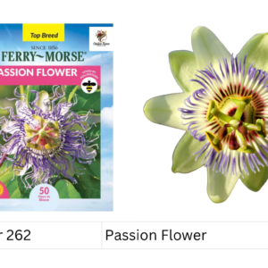 Passion Flower