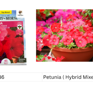 Petunia ( Hybrid Mixed Colors)