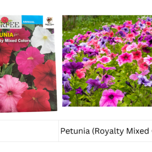 Petunia (Royalty Mixed Colors)