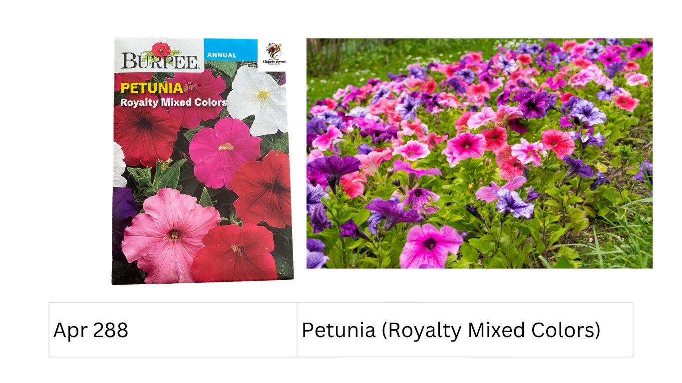 Petunia (Royalty Mixed Colors)