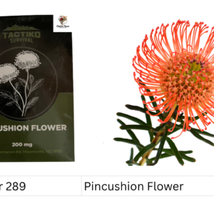 Pincushion Flower