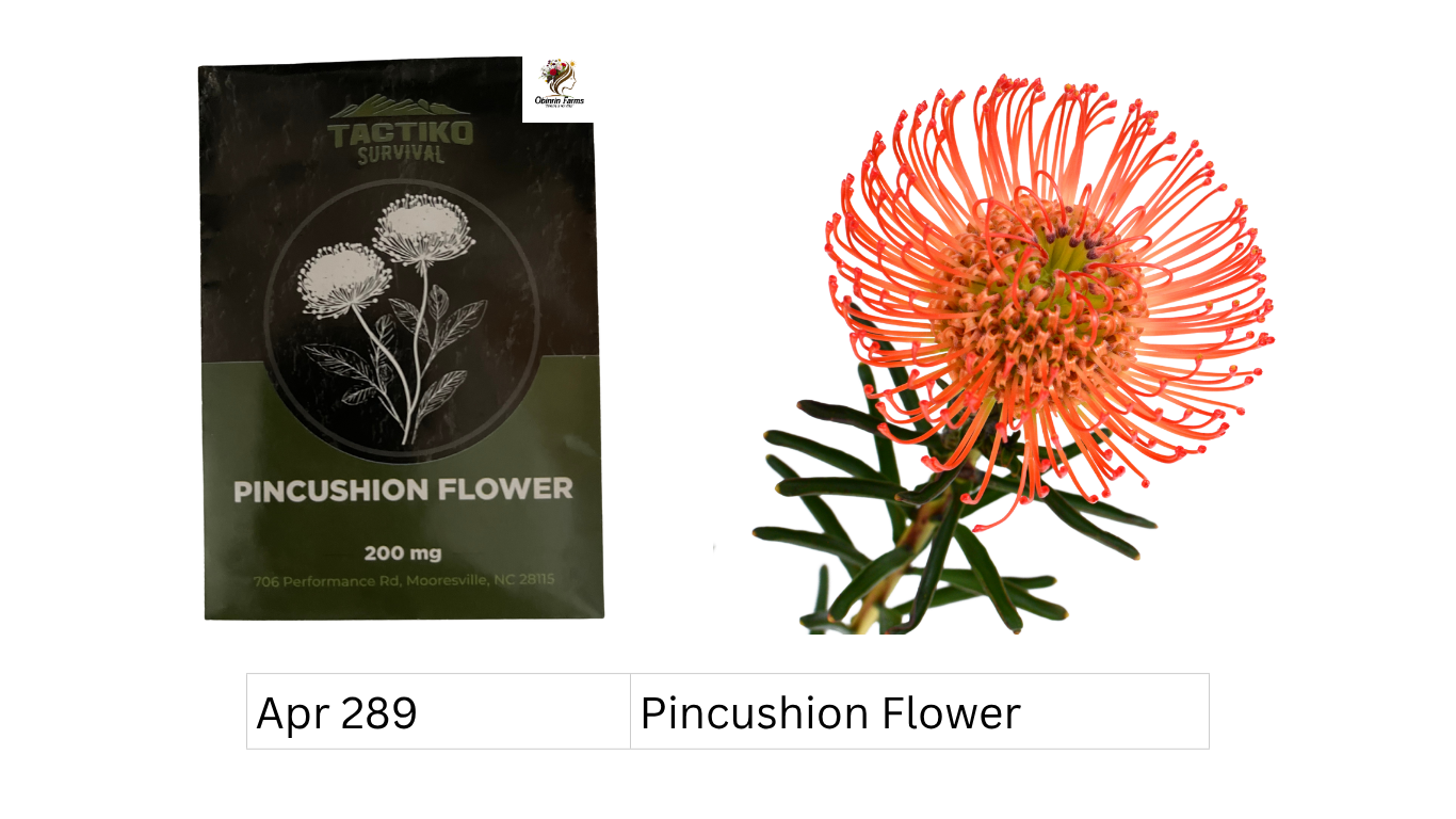 Pincushion Flower