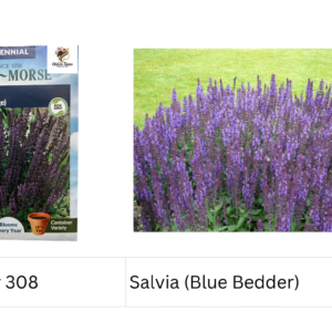 Salvia (Blue Bedder)