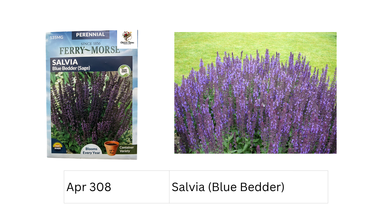 Salvia (Blue Bedder)